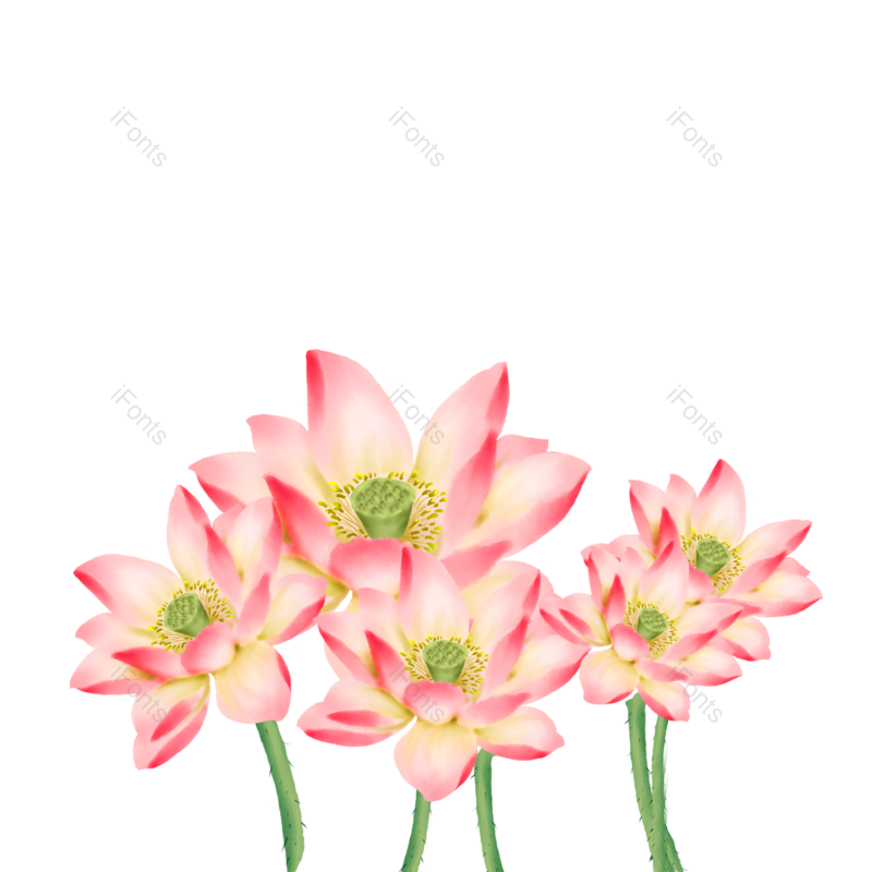 荷花图片,夏天元素,植物素材PNG,春天元素免抠素材